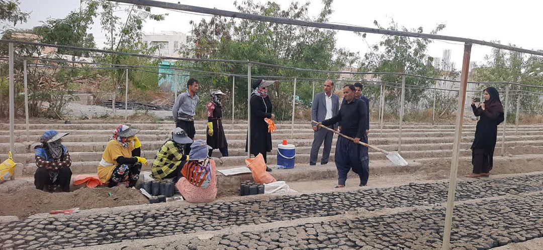 تولید و توسعه ذخیره‌گاه‌های انار شیطان در جنوب کرمان
