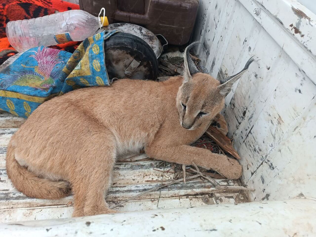 نجات یک گربه سان کمیاب در جنوب کرمان